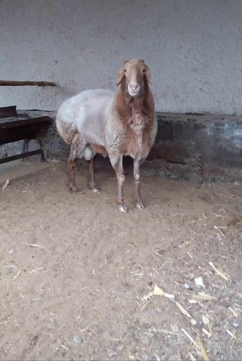 Edilbay sheep
