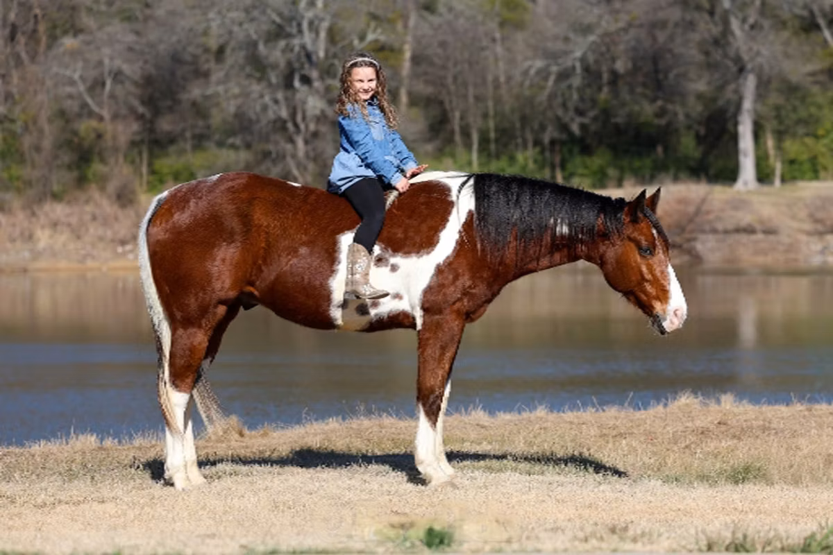 National Show Horse