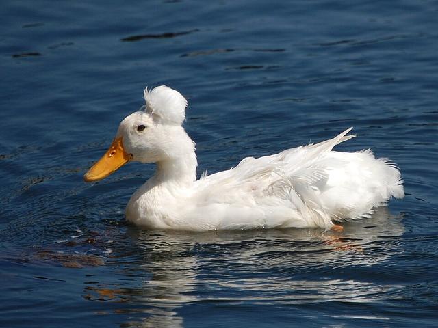 Crested