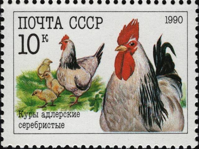 Адлерская серебристая