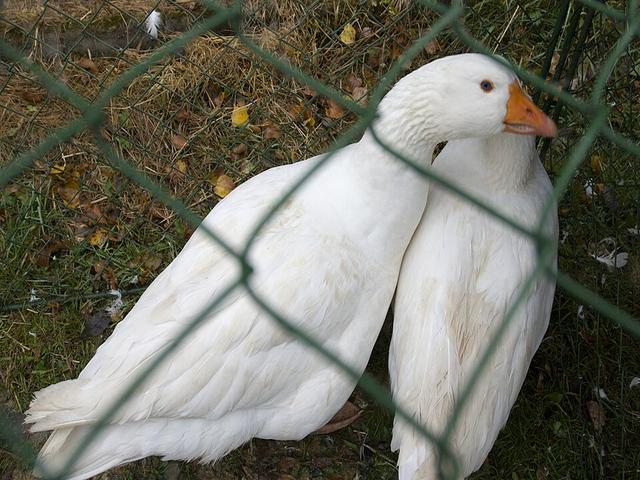Чешская